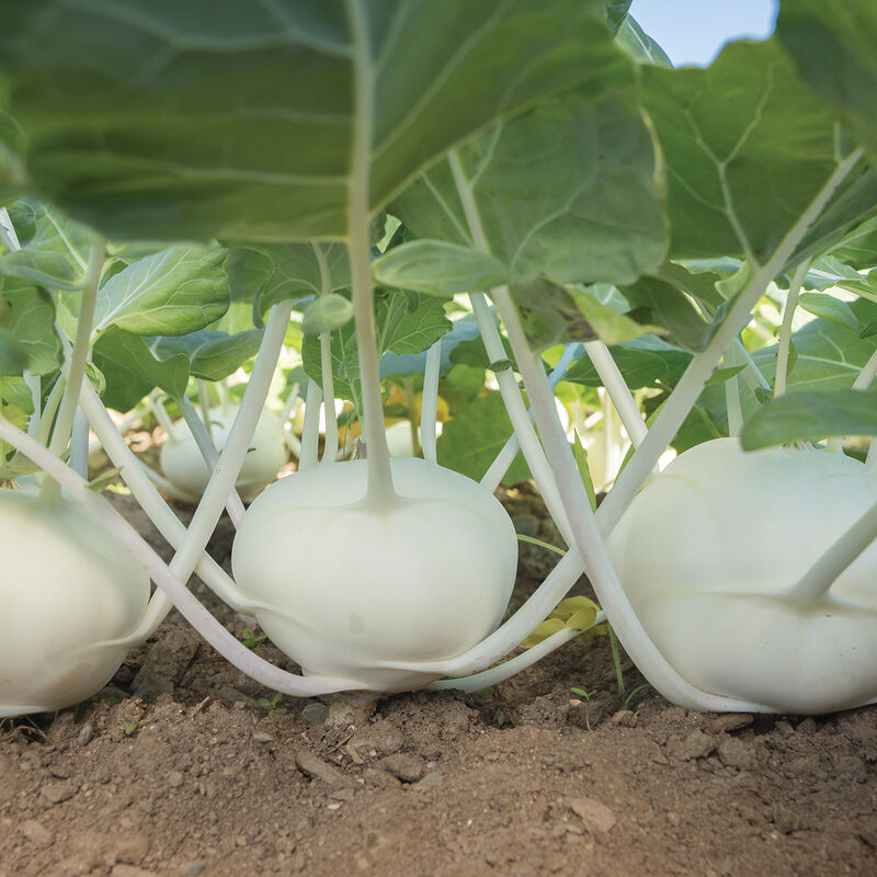 White Kohlrabi Bunch