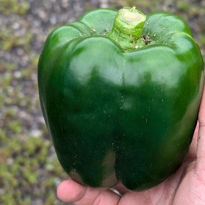 Peppers