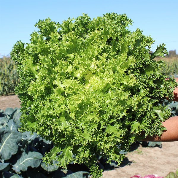 Curlesi Endive