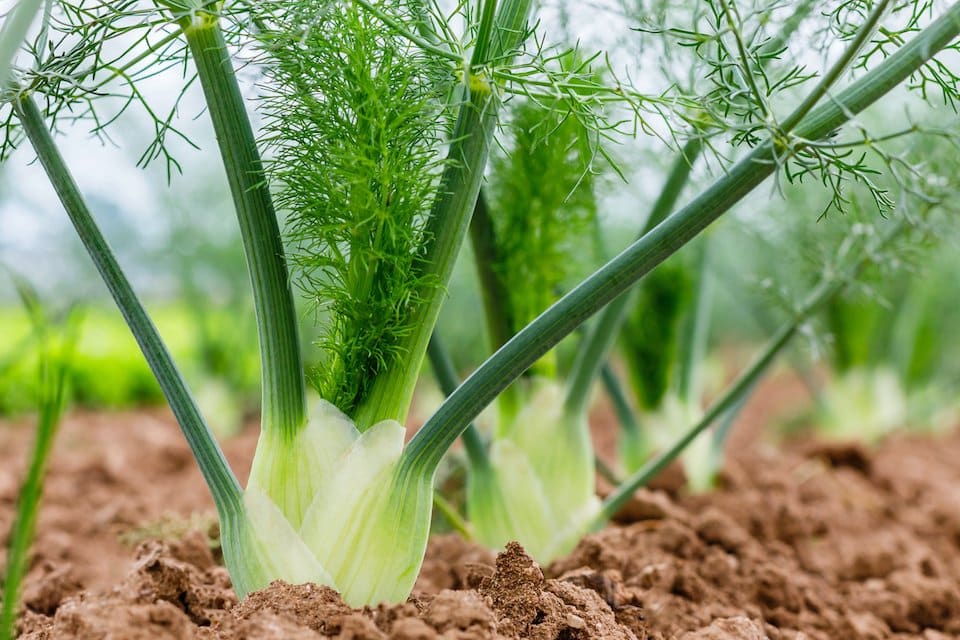 Florence Fennel
