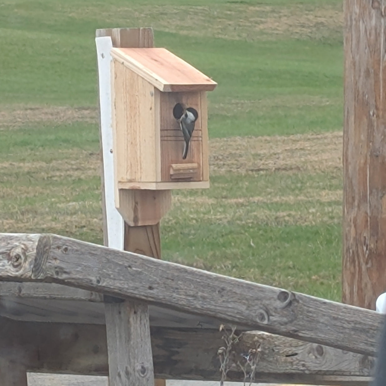 Handmade Cedar Nestbox (Birdhouse)