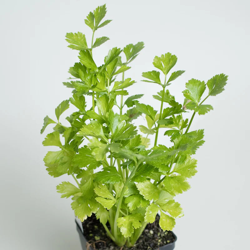 Italian Parsley