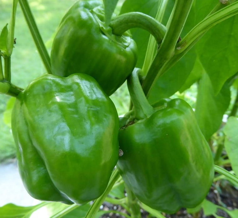 Pepper - Emerald Giant Bell Pepper