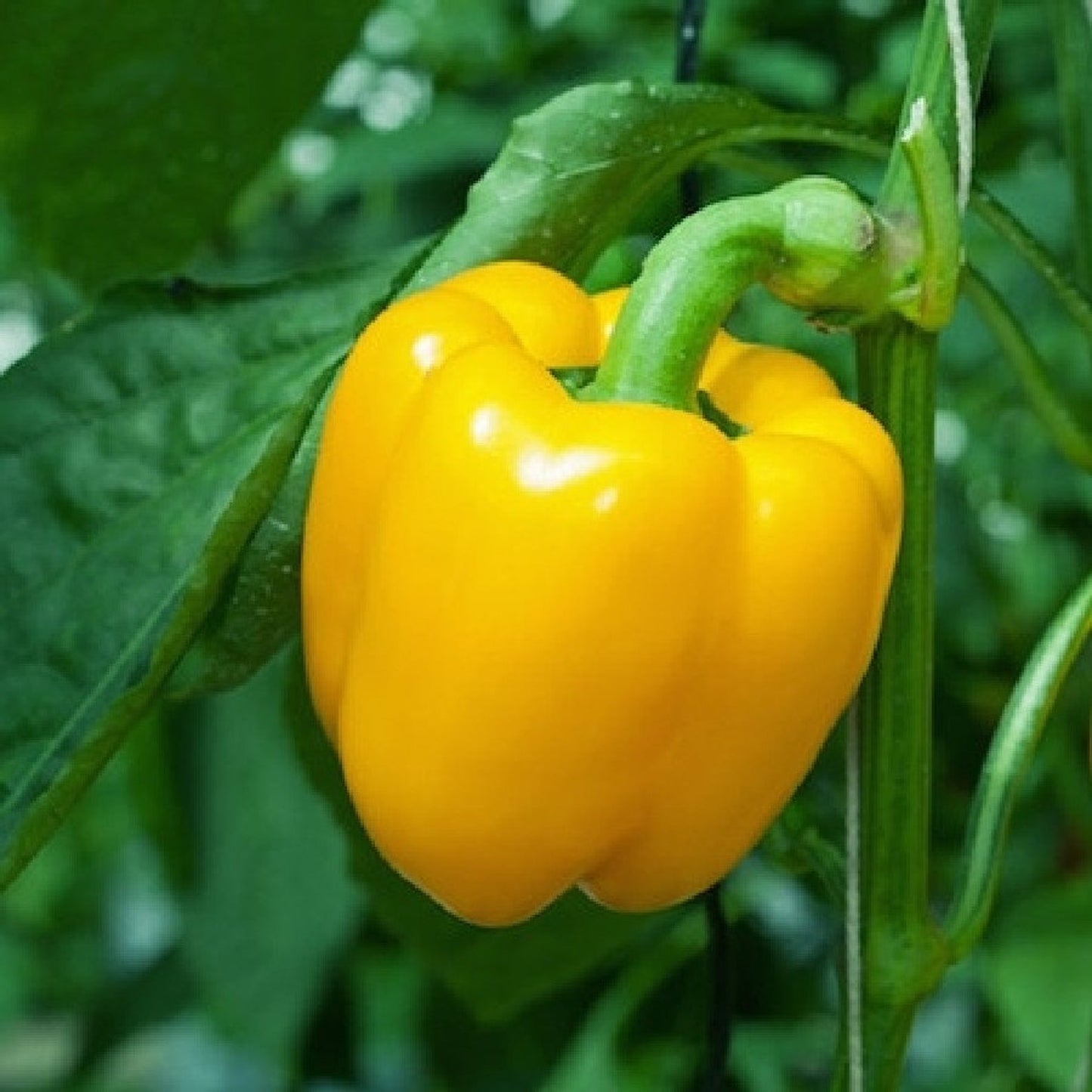 Pepper - Sunbright Yellow Sweet Bell