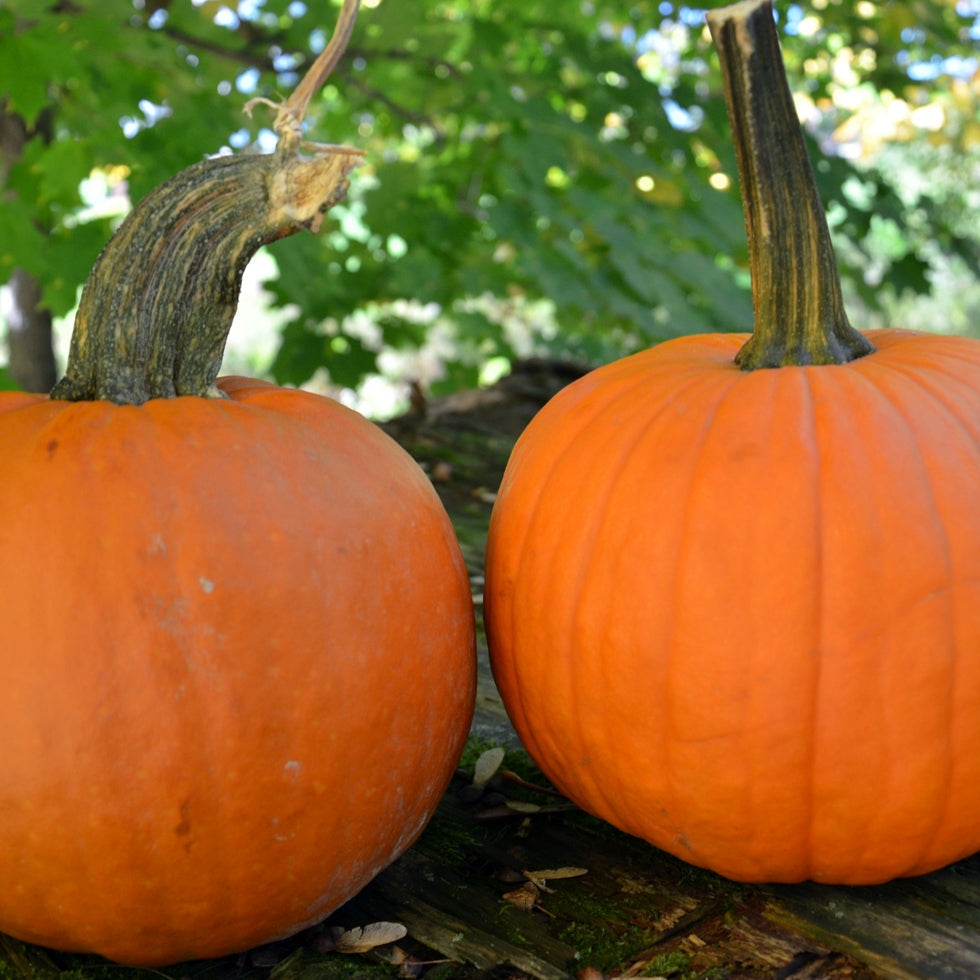 Pie Pumpkin - Limit 1