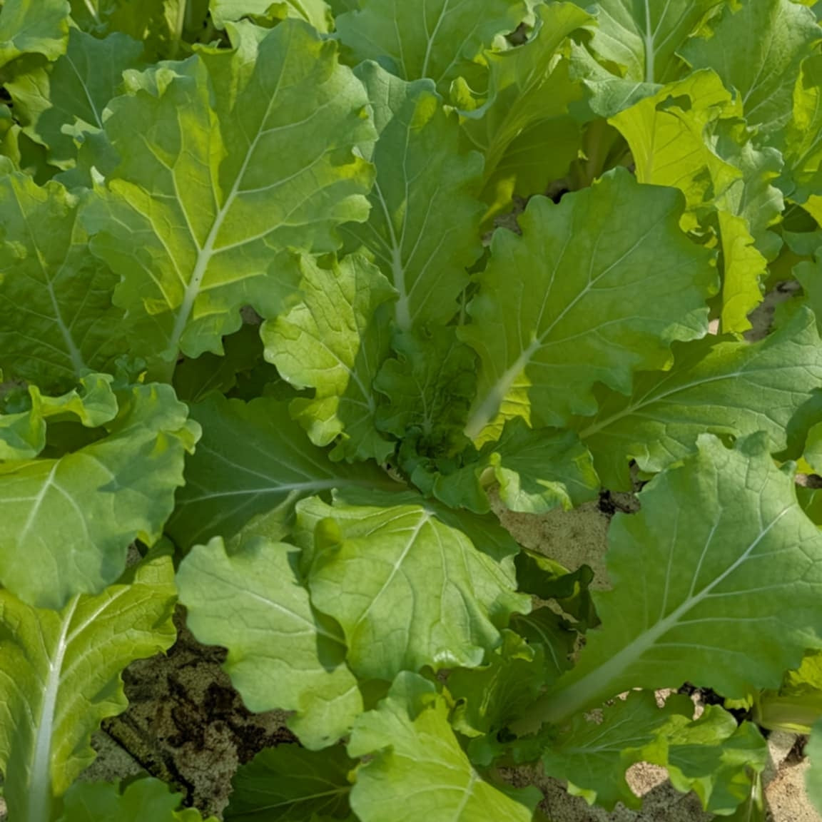 Tokyo Bekana - Japanese "Lettuce Cabbage"