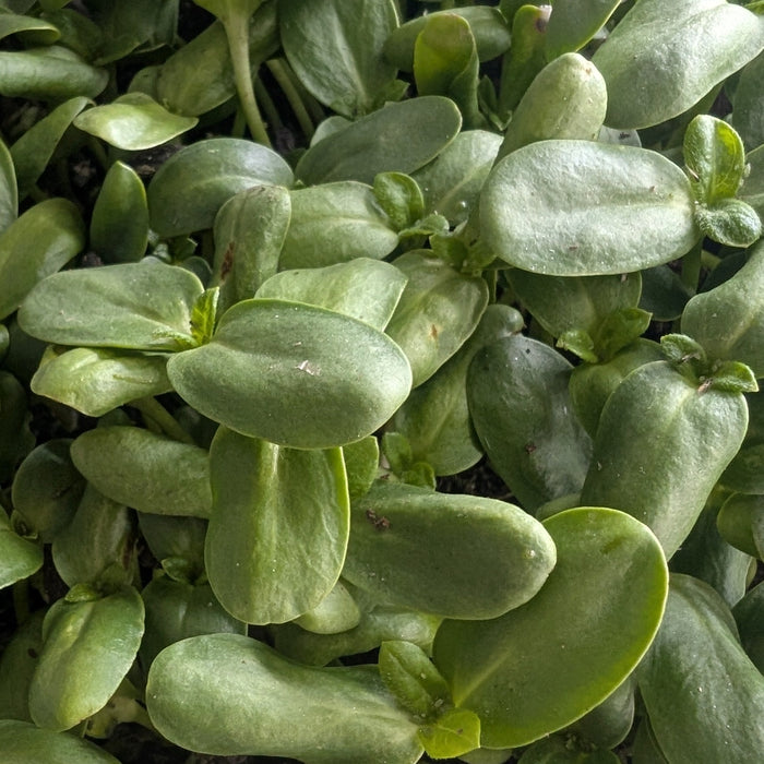 Sunflower Micros - Green and Nutty, great raw or cooked