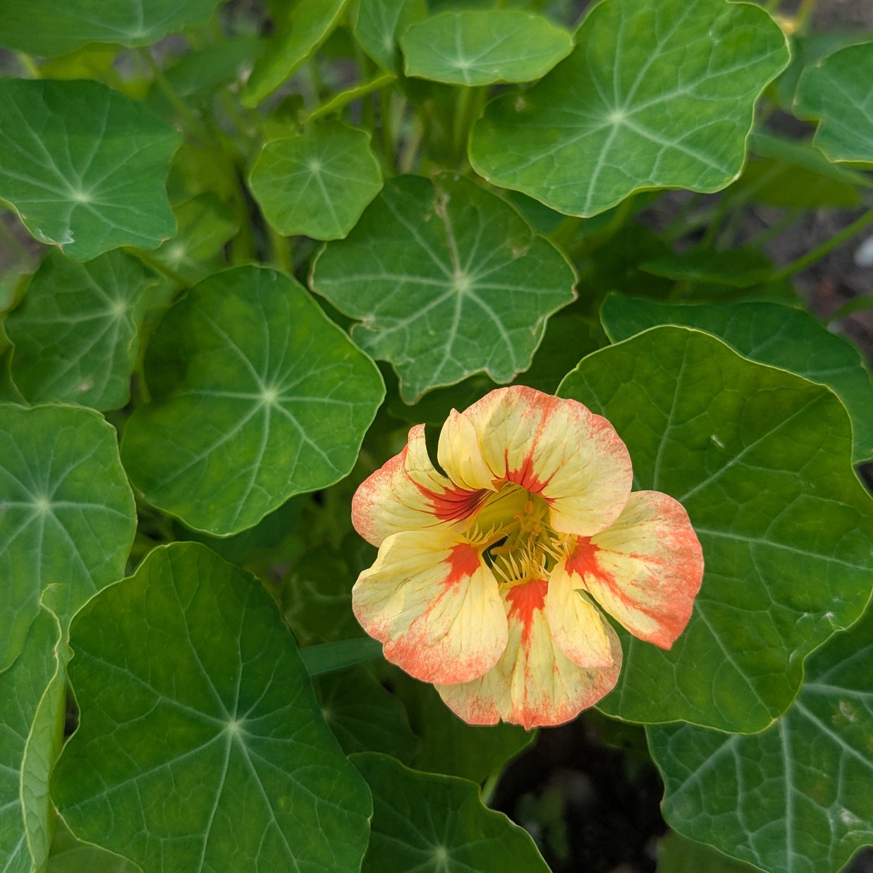 Nasturtium Plant 3" pot. Flower color varies. Edible Bushing Plant- Pollinator Friendly!