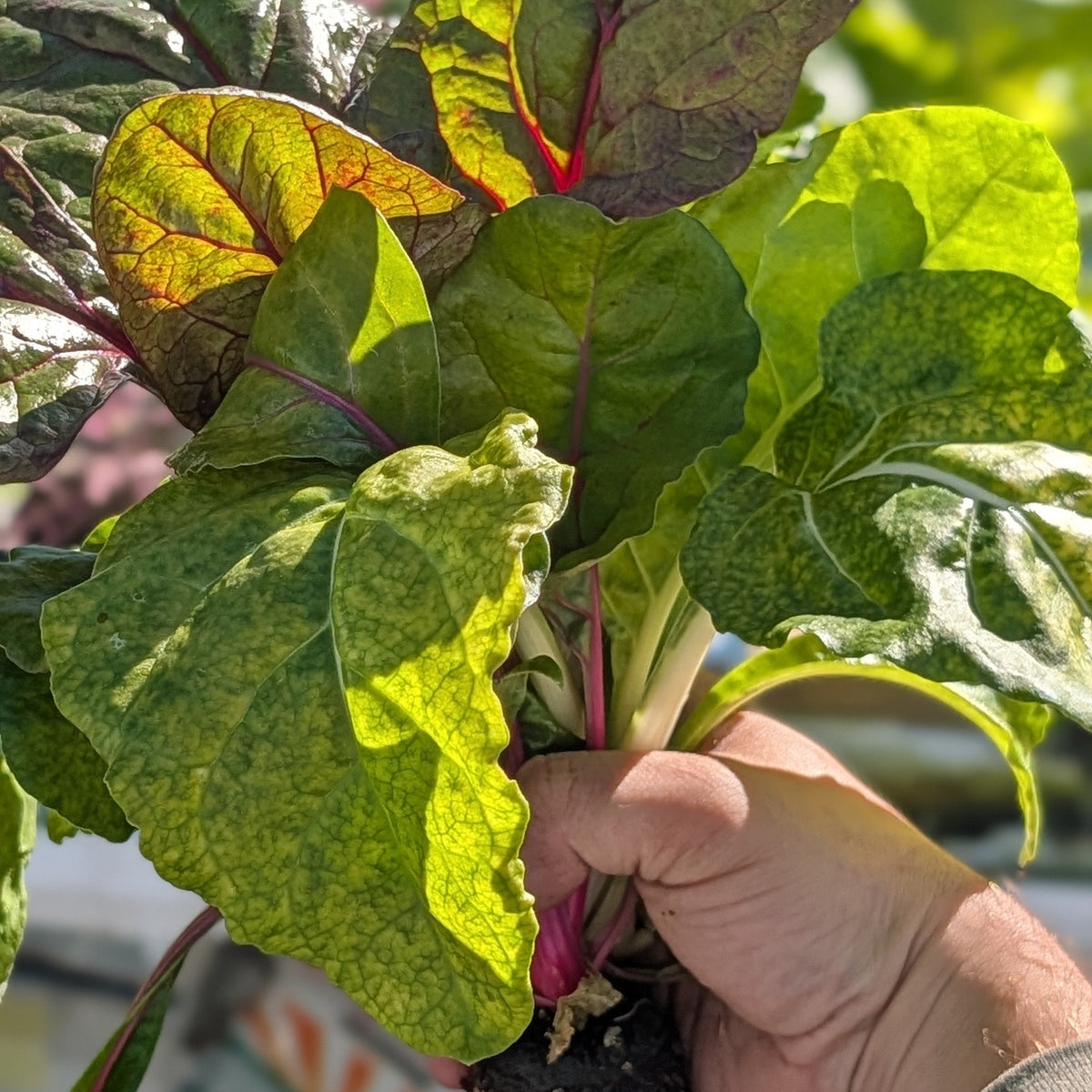 Baby Swiss Chard Bunch
