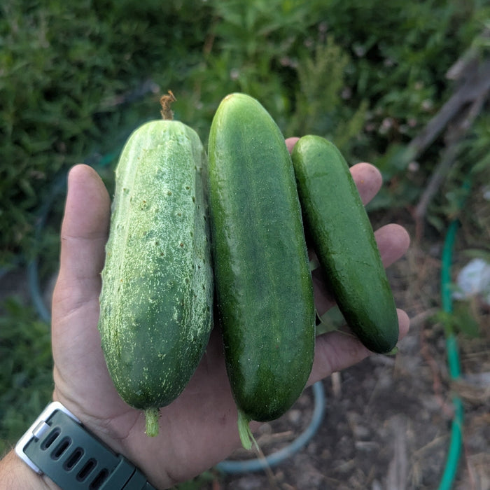 Salad Cucumber 1lb