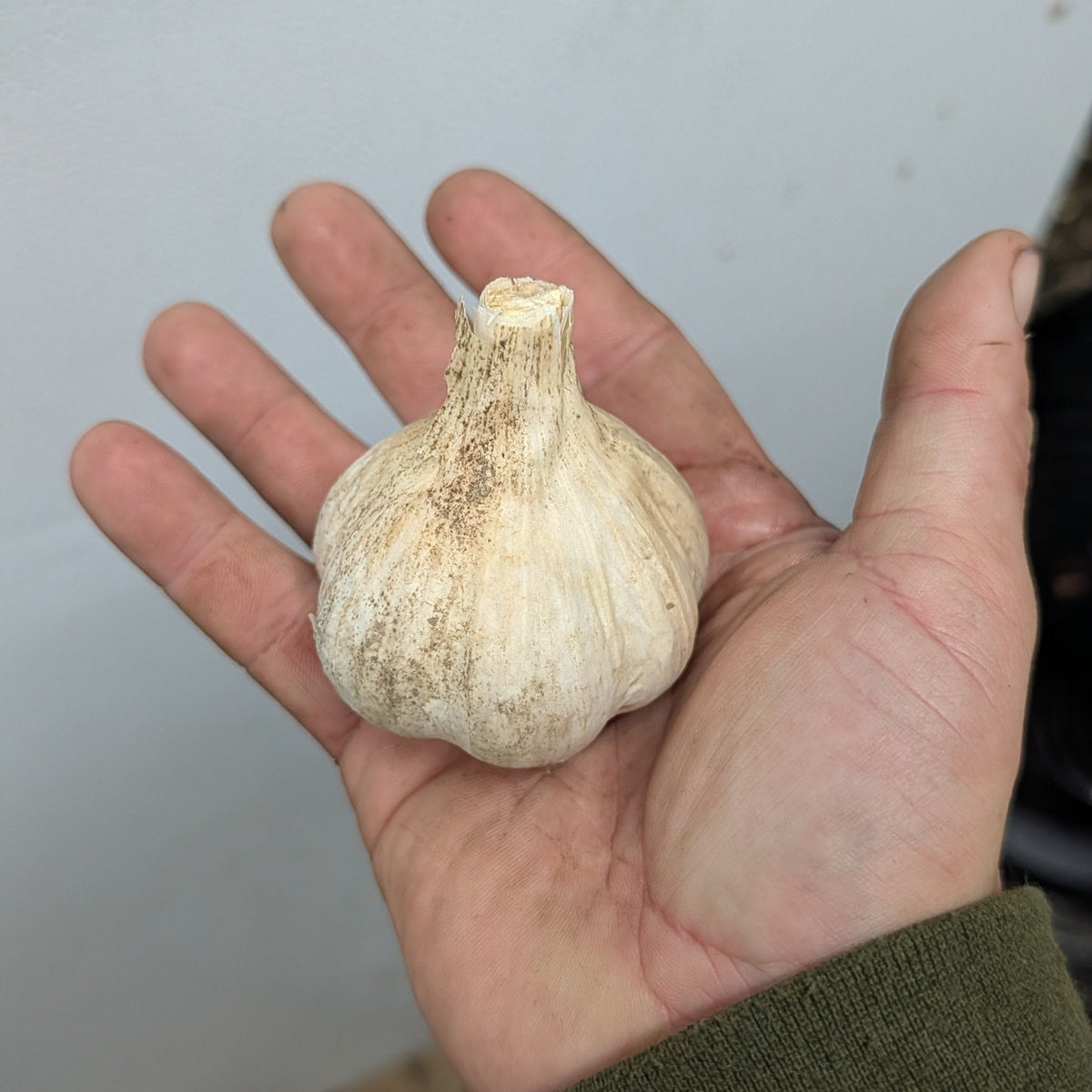 Hardneck Garlic - large head