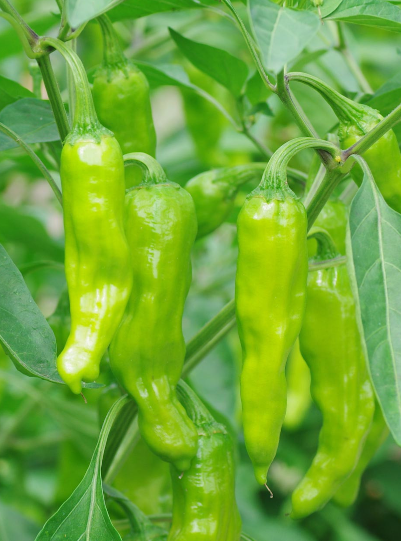 Shishito Pepper - Sweet