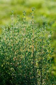Thyme