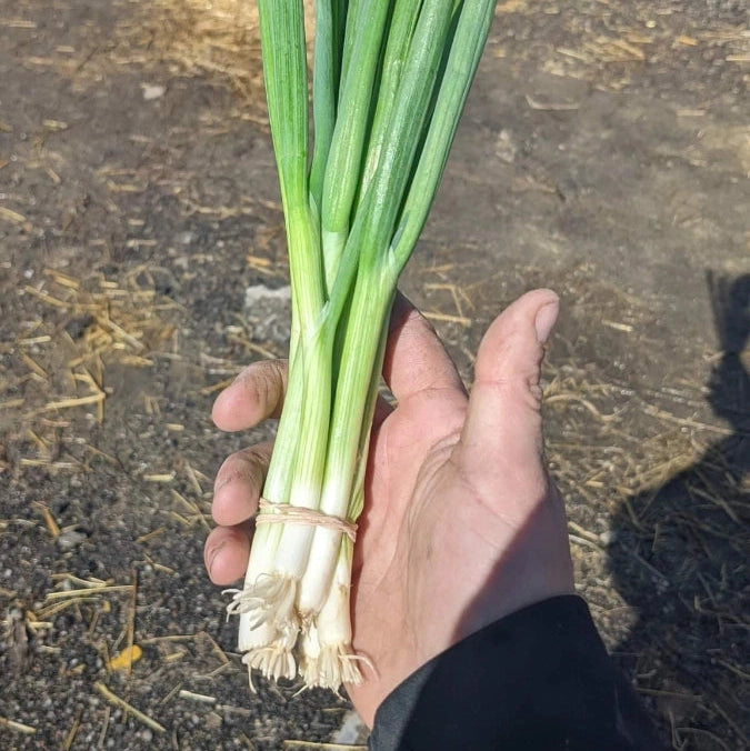 Green Onions - Bunch (Smaller, Tender)