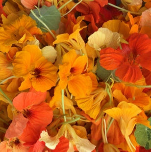 Edible Flowers - Nasturtium - Bright and Peppery