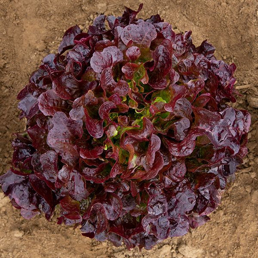 Red Salad Bowl - 4 Pack