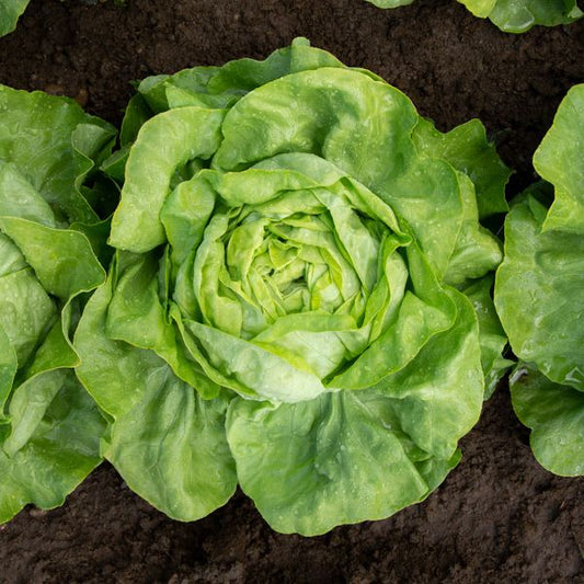 Butterhead Lettuce - 4 Pack