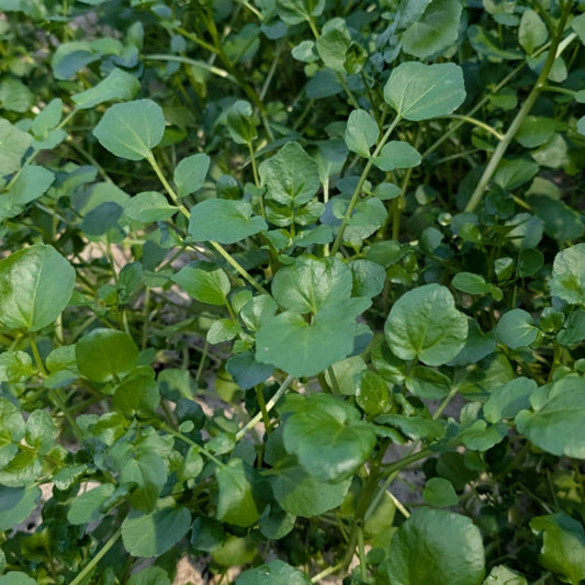Living Watercress Bunch - Salad Superfood!