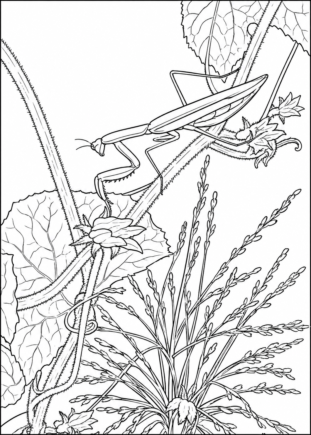 Coloring Card - #24 "Mantis on Cucumbers" - FREE WITH ANY ORDER