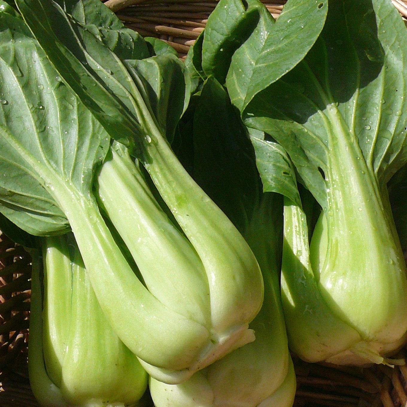 Baby Bok Choy - Green Stem ~1/2 Lb