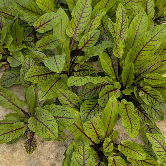 Baby Red Veined Sorrel - Living Bunch