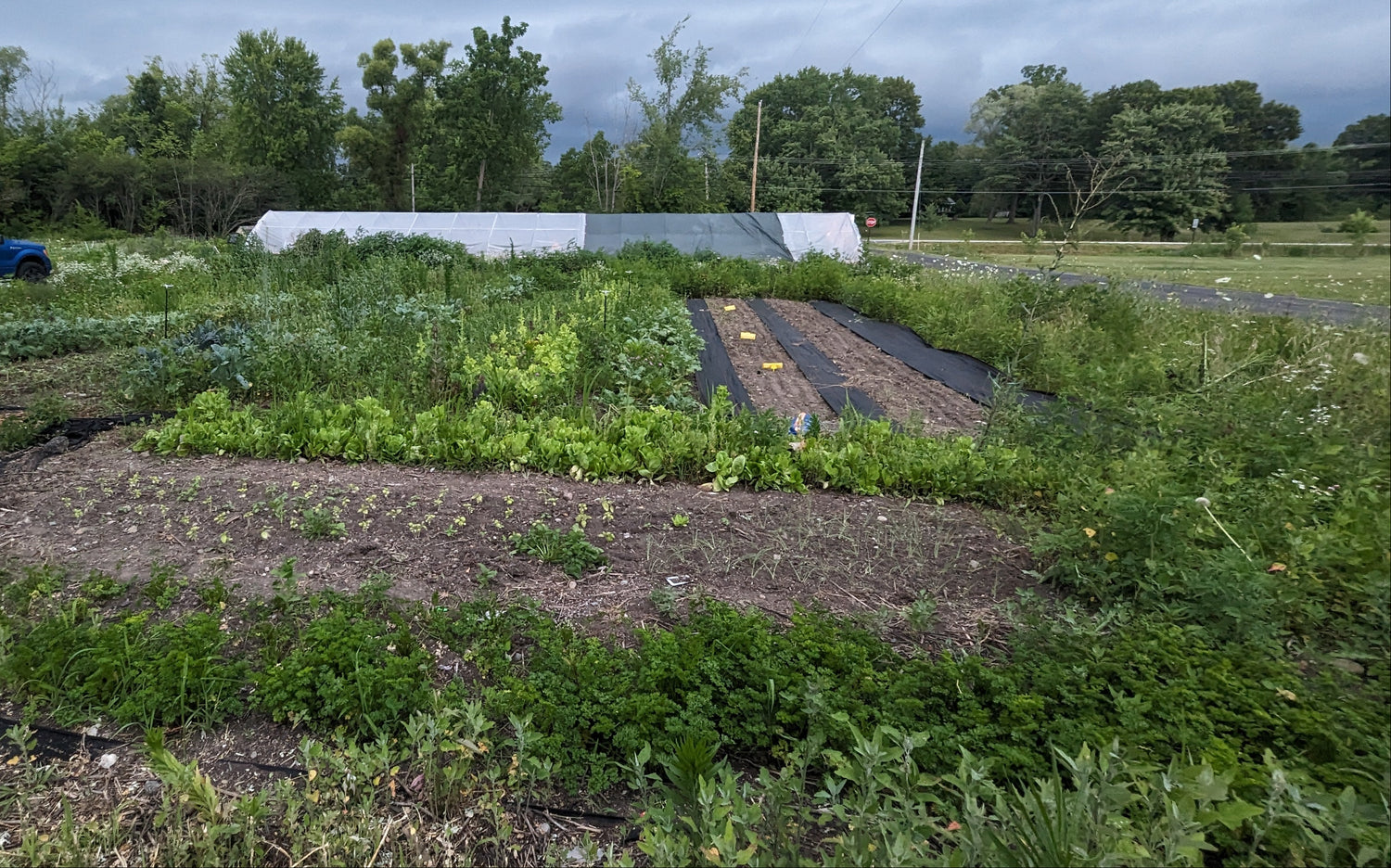 Vegetable garden with rows of plants under a cloudy sky
