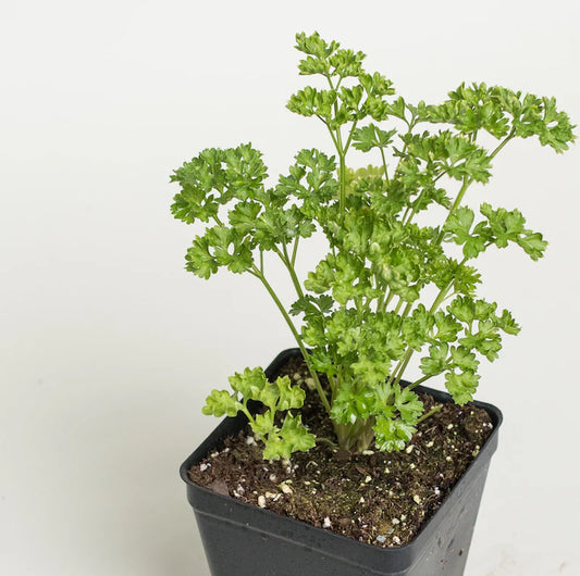 Curly Parsley