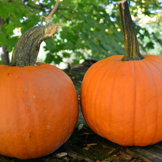 Pie Pumpkin - Limit 1