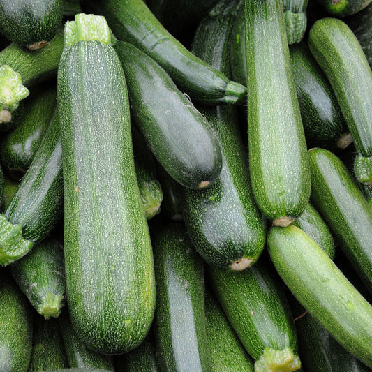 Squash - Endurance Zucchini