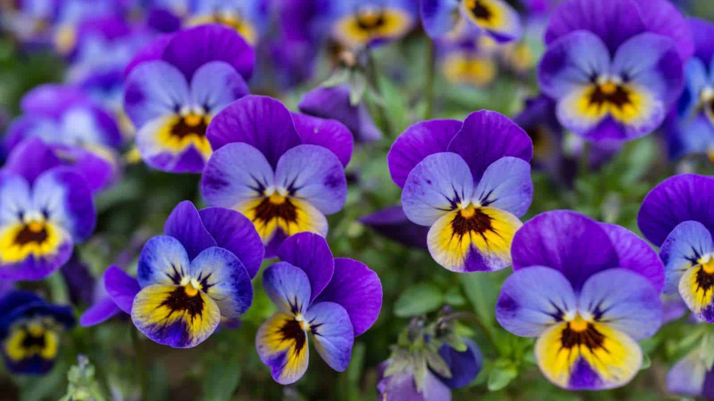 Viola Edible Flower - 4 Pack