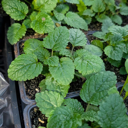 Lemon Balm