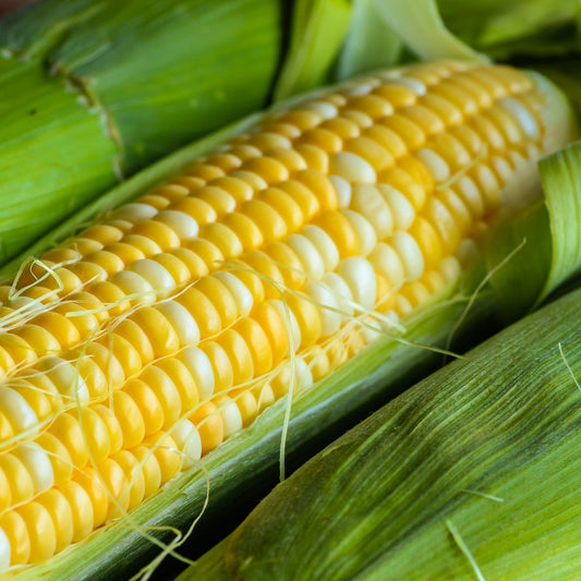 Local Sweet Corn- Fresh Picked