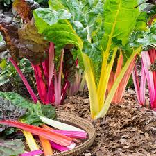Swiss Chard - Color may vary