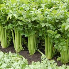 Celery