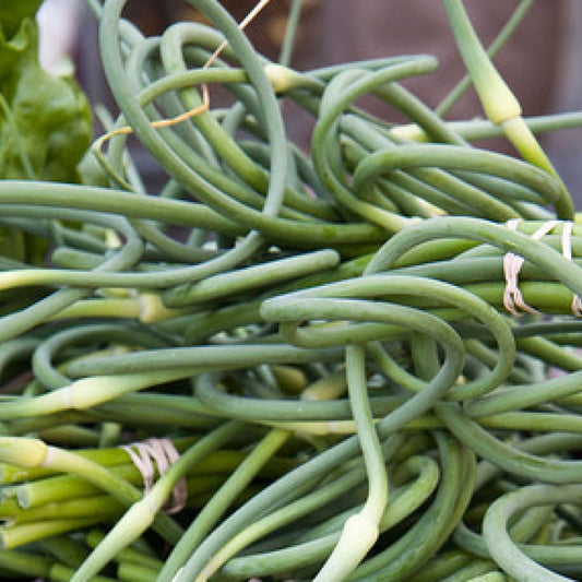 Fresh Garlic Scapes
