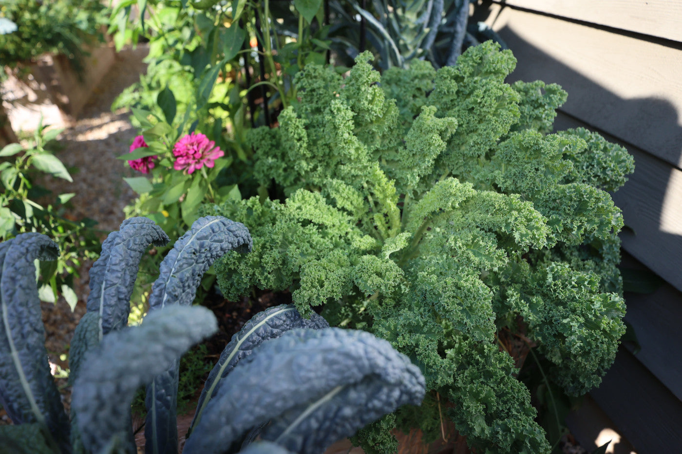 Kale