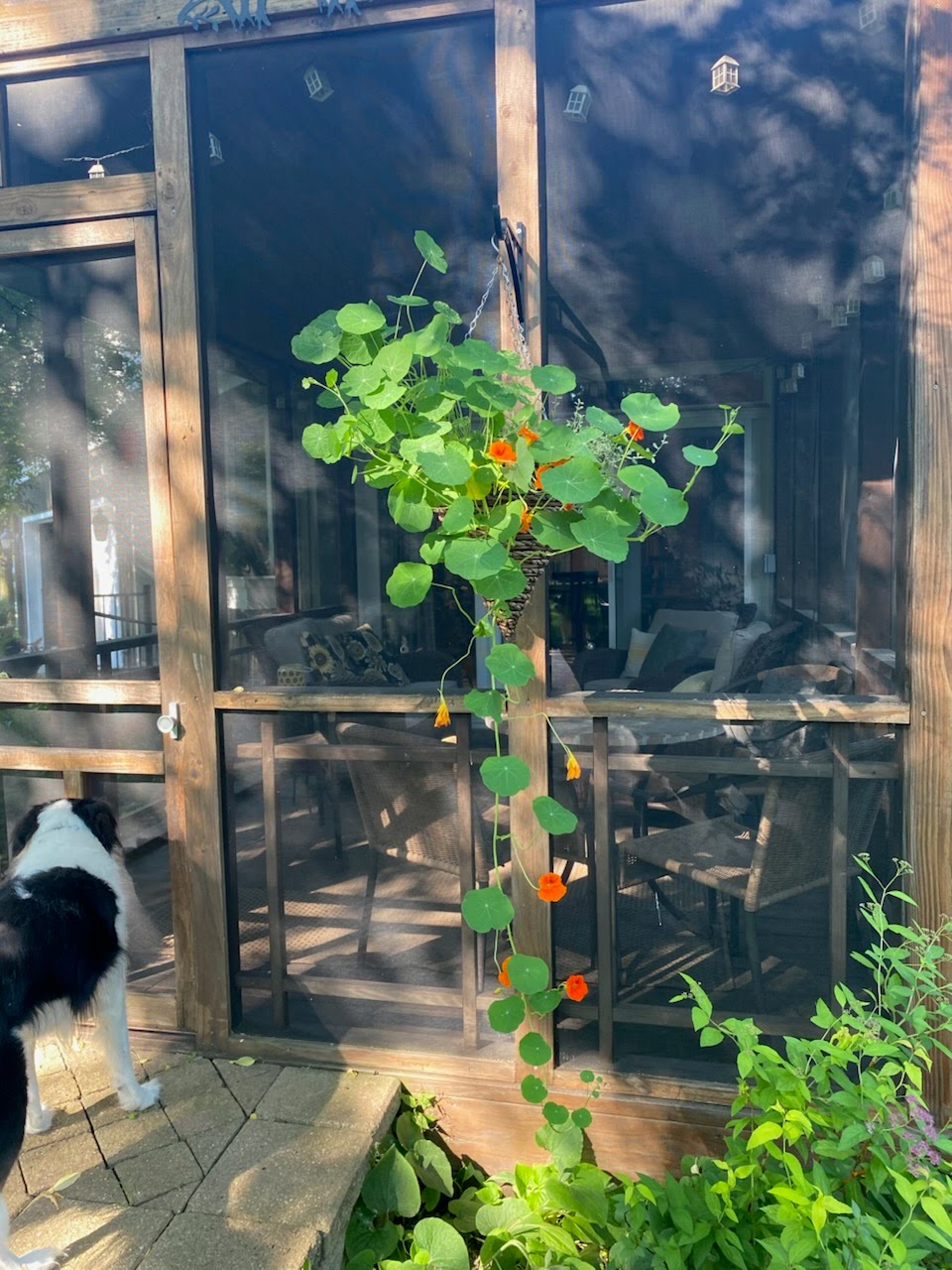 Mother's Day 12" Nasturtium Hanging Basket - Pollinator Friendly, Edible Flowers