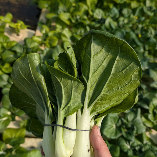 Asian Greens