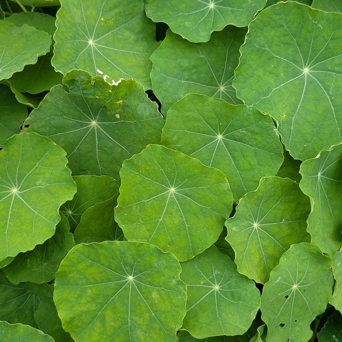 4oz Nasturtium Greens - Bright and Peppery, similar to Arugula