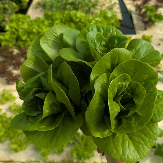 Little Gem Romaine Red and Green Bunch