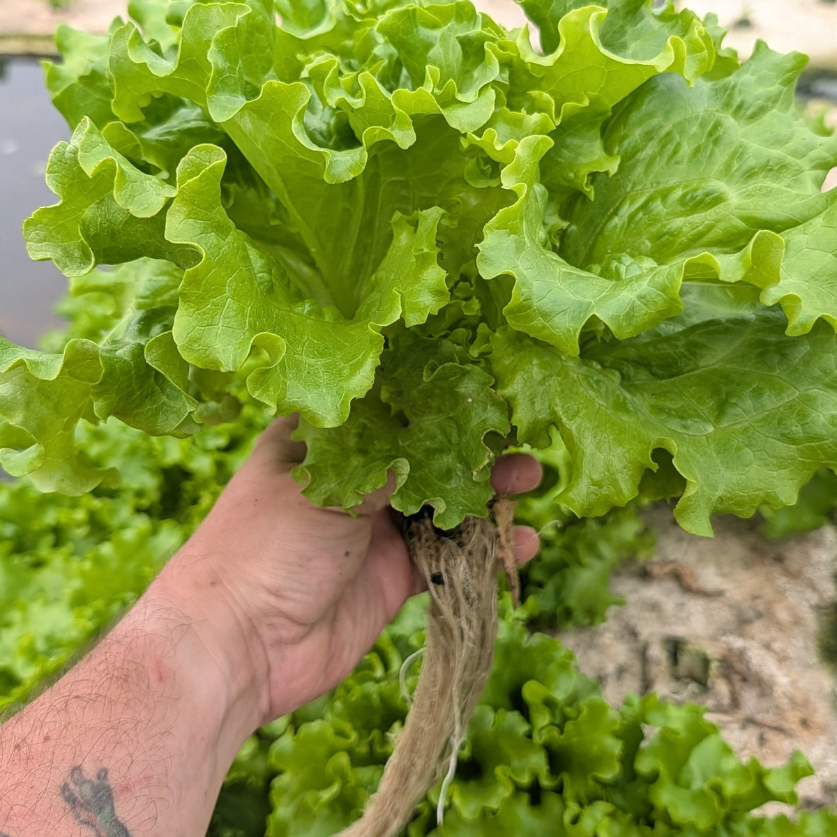Green Leaf Lettuce