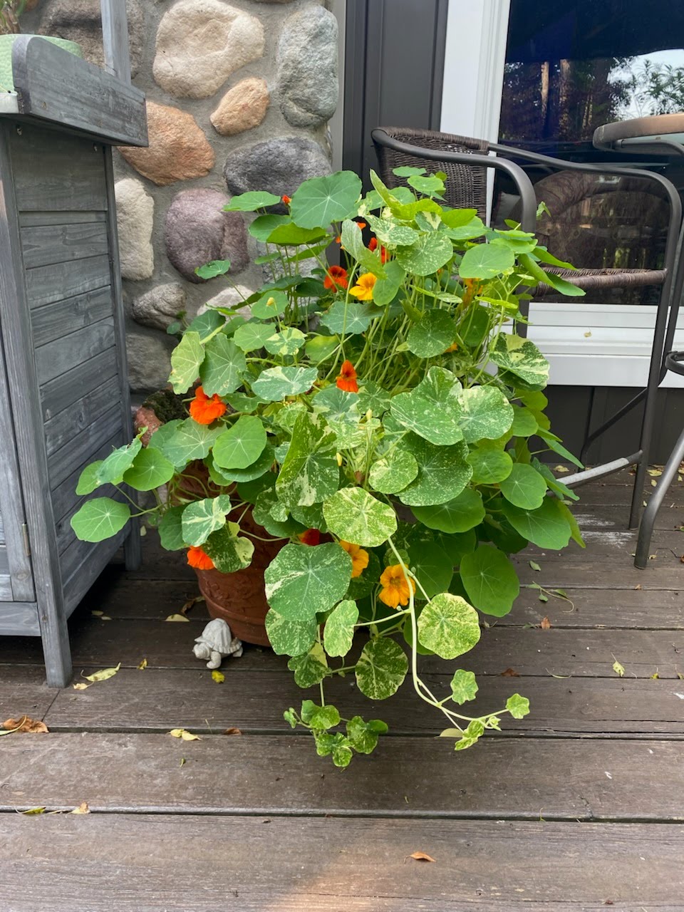 Mother's Day 12" Nasturtium Hanging Basket - Pollinator Friendly, Edible Flowers