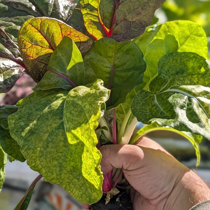 Baby Swiss Chard Bunch