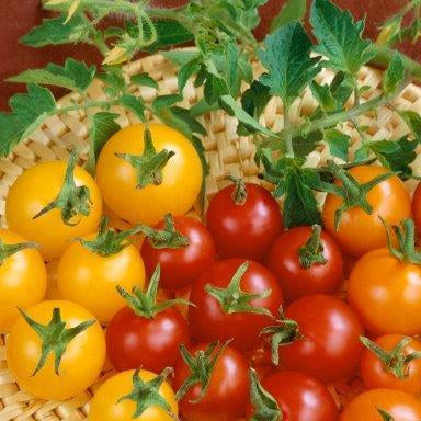Tomato - Cherry Tomato (May produce Red, Yellow, or Orange)