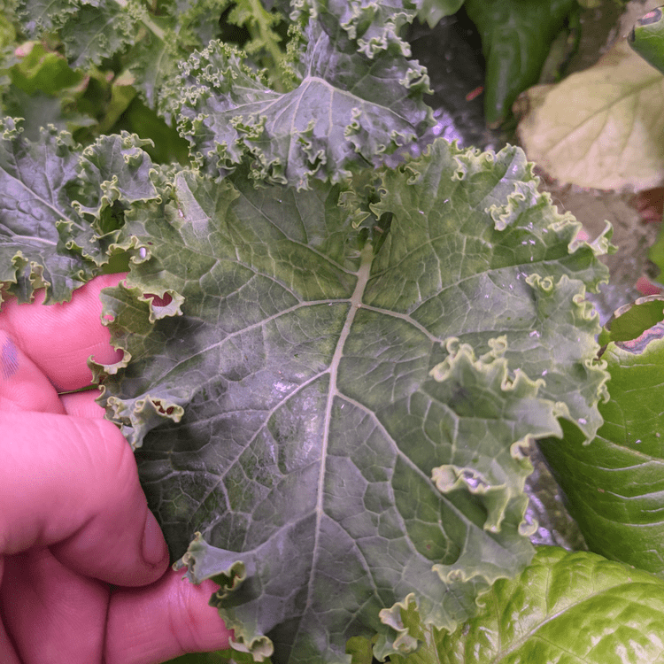 Moon Farm photo 17