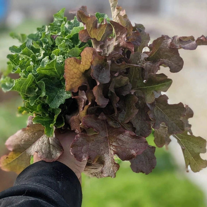 Lettuces